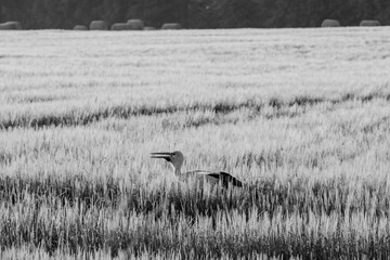  A stork stands in a golden wheat field during late afternoon sunlight, surrounded by tall crops and distant hay bales, creating a tranquil rural scene.