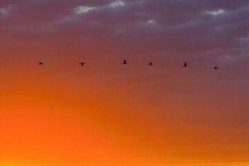  A flock of birds in silhouette flying across a vibrant sunset sky with warm orange and purple hues, creating a peaceful and scenic evening atmosphere.