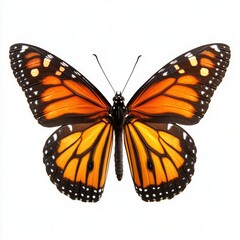 Fototapeta premium Bright orange monarch butterfly displaying vibrant wings on a white background