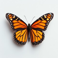 Obraz premium Bright orange monarch butterfly displaying vibrant wings on a white background