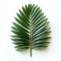 Fototapeta premium Vibrant green palm leaf against a simple white background showcasing natural beauty