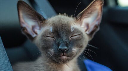 Adorable black kitten with blue eyes, large ears, and angular face peacefully napping inside a car, leaning on car seats and window ledges, capturing moments of serenity and relaxation.
