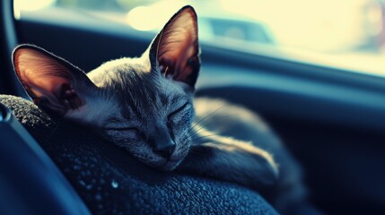 Adorable black kitten with blue eyes, large ears, and angular face peacefully napping inside a car, leaning on car seats and window ledges, capturing moments of serenity and relaxation.