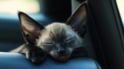 Adorable black kitten with blue eyes, large ears, and angular face peacefully napping inside a car, leaning on car seats and window ledges, capturing moments of serenity and relaxation.