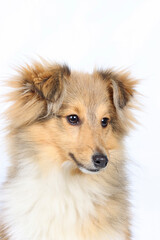A portrait of a Shetland Sheepdog, showcasing its expressive face, fluffy fur, and graceful, intelligent demeanor
