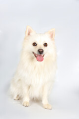 A studio portrait of a Keeshond, showcasing its thick, fluffy coat, expressive eyes, and proud stance against a neutral background