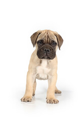 Obraz premium Bullmastiff puppy isolated on white background