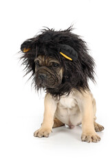 A Bullmastiff puppy dressed as a lion for Carnival, featuring a fluffy mane costume and an adorable, playful expression