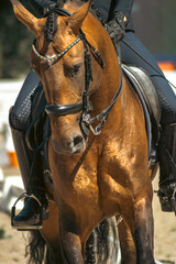 portrait of a brown lusitano purebred horse in a dressage competition, equestrian sports background...