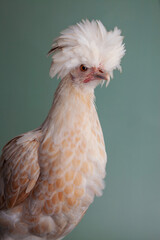 Polish Chicken on a green background