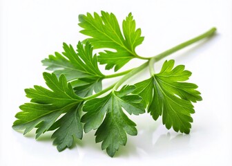 Parsley Herb Isolated: High-Resolution Stock Photo, Fresh Green Parsley, Culinary Herb, Food Photography, Close-up Parsley Leaves