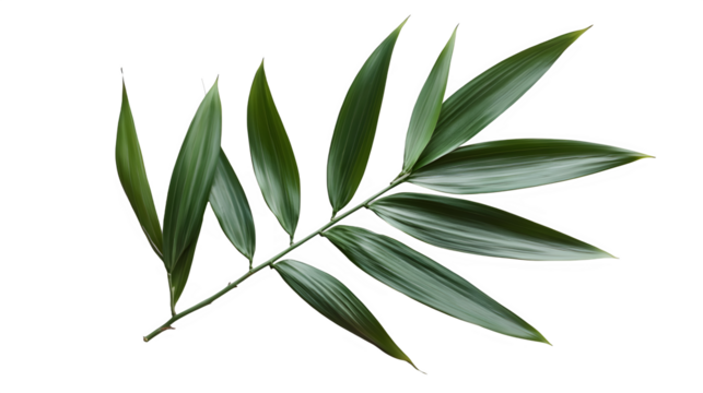 Bamboo Leaves on Transparent Background, Isolated