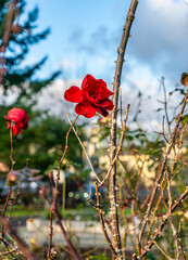 Seatac Winter Roses 5