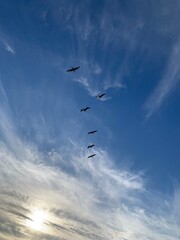 This photograph shows a group of birds flying in a V-shaped formation across a vast blue sky, with soft clouds scattered in the background. 