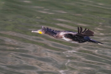 Cormorant in flight over river closeup