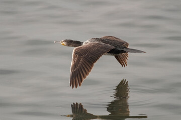 Cormorant in flight over river closeup