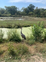 Fototapeta premium A serene nature scene featuring a great blue heron standing near a pond covered with green algae.
