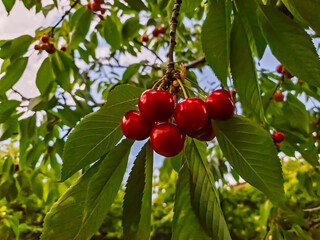 Cherry fruits on the tree