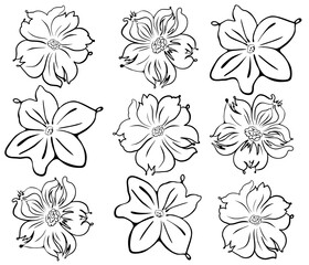 Illustration of black and white floral motifs in elegant outline, vectorized