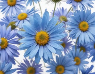 Fototapeta premium Delicate petals of bright blue chamomile flower isolated on white background, natural beauty, botanical