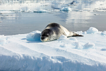 Obraz premium A Leopard Seal on Antarctic Ice