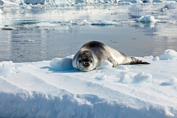 A Leopard Seal on Antarctic Ice