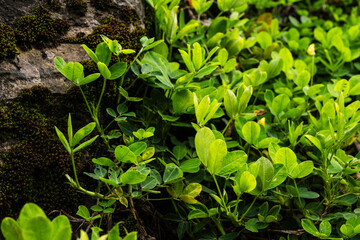 Lush Green Leaves Growing Alongside Mossy Rock