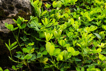 Vibrant Green Plants Surrounding A Moss-Covered Rock