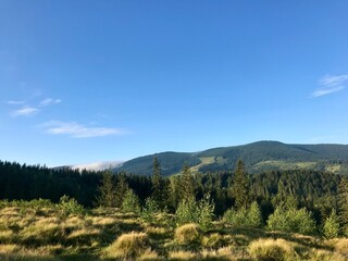 forest in the mountains