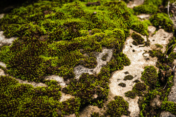 Close-Up Of Moss Growth On Rough Rock Surface