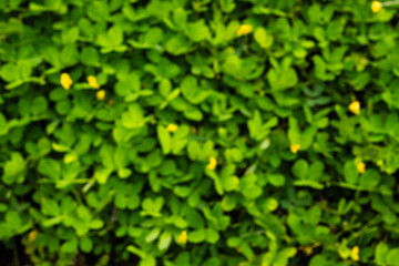 Obraz premium Bright Green Clover Leaves With Yellow Blossoms