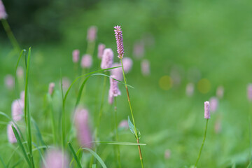 Beautiful flowers of Knotweed Superba - Persicaria Bistorta Superba close up. Wildlife beauty concept