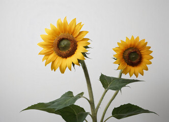 Obraz premium sunflower on a white background