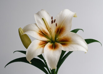 Fototapeta premium white lily flower