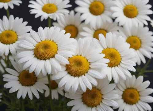 daisies on a white