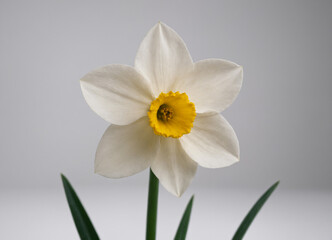 daffodil on a white