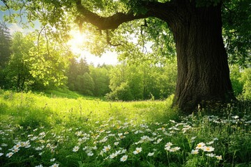 Obraz premium Majestic oak tree dominating green meadow with blooming daisies at sunset
