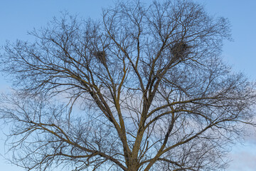 Tree in autumn without leaves and corvid nests among its branches.