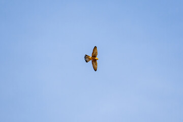 A bird is flying in the sky with its wings spread wide