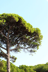 Stone pine trees, botanical name Pinus pinea. Pine tree against blue sky. Coniferous evergreen...