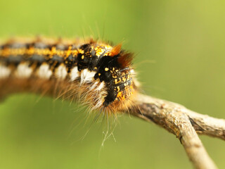 Macro shot of a shaggy larva of a multi-colored caterpillar crawling on a tree branch on a blurred green background. Future butterfly. The beautiful world of insects under the microscope. Pests