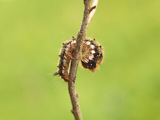 Macro shot of a shaggy larva of a multi-colored caterpillar crawling on a tree branch on a blurred green background. Future butterfly. The beautiful world of insects under the microscope. Pests