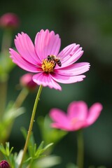 Obraz premium Pink cosmos with a little bee collecting nectar, garden, floral