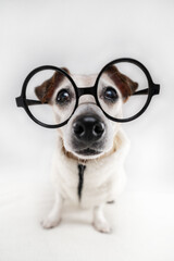 Silly dog face in round nerd glasses wearing warm clothes. Wide angle lens funny dog portrait. studio shot white background 