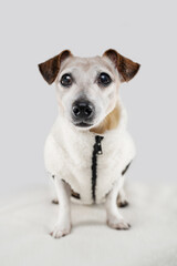 Cute dog in fur winter warm coat. Pet fashion. studio shot white background