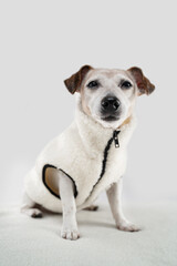 dog wearing clothes fur jacket with black zipper with narrowed eyes sleepy funny condemning look emotions sitting in studio white background.  suspicion judging silly senior Jack Russell terrier