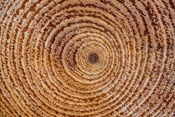 Fototapeta premium The circles in the middle of a cut down pine tree 