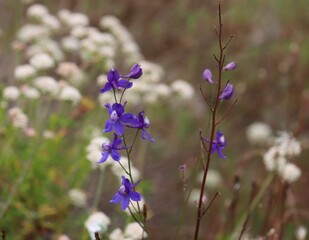 Parry San Bernardino Larkspur, Delphinium Parryi Subspecies Parryi, an impressive native monoclinous perennial herb displaying raceme inflorescences during late Spring in the Santa Monica Mountains.