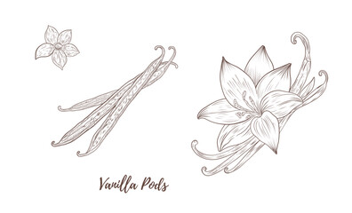 Vector vanilla plant with flowers and pods line art illustration, graphic line coffee plant combination. Vanilla branch. Vanilla pods. Great for any designs, textile, art, walls, package