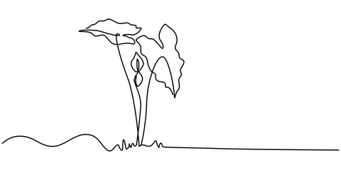 leaves of Nephthytis or Green Caladium continuous one line drawing, Fresh green arrowhead vine plant (Syngonium podophyllum) in black pot isolated on white background, Arrow head plant or ‎Syngonium. © line draw